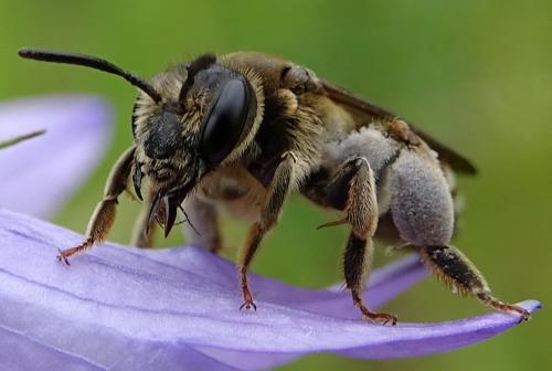 Andrena sp.